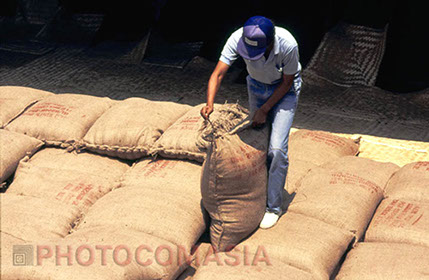 Inspection of the Rice SGS Inspection of the rice on the Cargo ship
